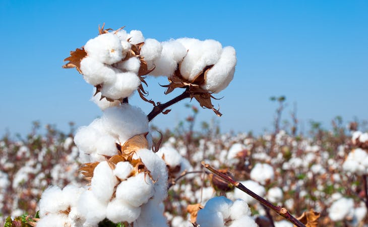 The Benefits of Organic Cotton Fabric